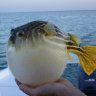 FriendlyPufferfish
